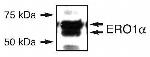 ERO1L Antibody in Western Blot (WB)