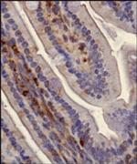 SLIRP Antibody in Immunohistochemistry (Paraffin) (IHC (P))