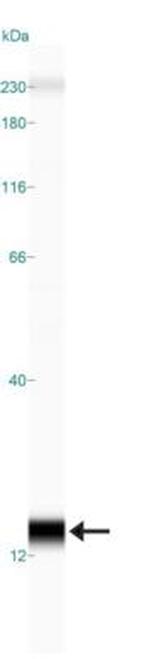 SLIRP Antibody in Western Blot (WB)