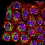 COX4 Antibody in Immunocytochemistry (ICC/IF)