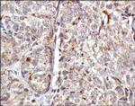 COX4 Antibody in Immunohistochemistry (Paraffin) (IHC (P))