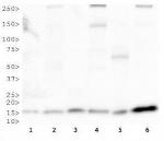 COX4 Antibody in Western Blot (WB)