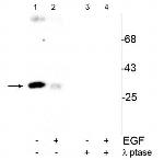 Phospho-CDK1 (Tyr15) Antibody in Western Blot (WB)