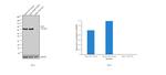 YAP1 Antibody