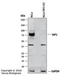 YAP1 Antibody in Western Blot (WB)