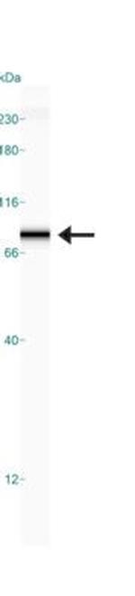 YAP1 Antibody in Western Blot (WB)