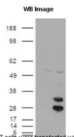 Fe65 Antibody in Western Blot (WB)