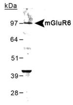 mGluR6 Antibody in Western Blot (WB)