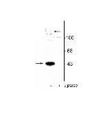 Phospho-MEK1 (Thr386) Antibody in Western Blot (WB)