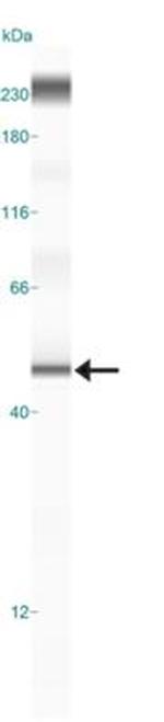 Beclin 2 Antibody in Western Blot (WB)