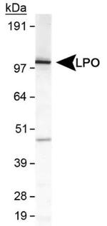 LPO Antibody in Western Blot (WB)