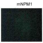 NPM1 (mutant) Antibody in Immunocytochemistry (ICC/IF)