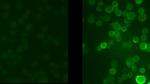 Phospho-KV3.1 (Ser503) Antibody in Immunocytochemistry (ICC/IF)