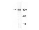 GluR2 Antibody in Western Blot (WB)