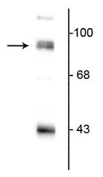 PSD-95 Antibody in Western Blot (WB)