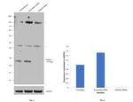 RAB3a Antibody in Western Blot (WB)