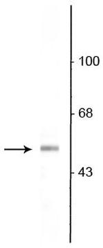 VGAT Antibody in Western Blot (WB)