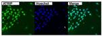 ATRIP Antibody in Immunocytochemistry (ICC/IF)