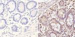 CLOCK Antibody in Immunohistochemistry (Paraffin) (IHC (P))