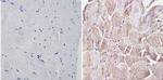 CLOCK Antibody in Immunohistochemistry (Paraffin) (IHC (P))