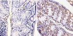 CLOCK Antibody in Immunohistochemistry (Paraffin) (IHC (P))