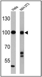 CLOCK Antibody in Western Blot (WB)