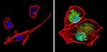 PER1 Antibody in Immunocytochemistry (ICC/IF)