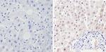 PER1 Antibody in Immunohistochemistry (Paraffin) (IHC (P))