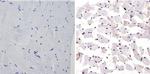 PER1 Antibody in Immunohistochemistry (Paraffin) (IHC (P))