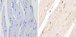 PER1 Antibody in Immunohistochemistry (Paraffin) (IHC (P))