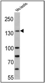 PER1 Antibody in Western Blot (WB)