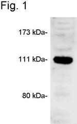 CASK Antibody in Western Blot (WB)