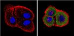 Endostatin Antibody in Immunocytochemistry (ICC/IF)