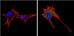 Endostatin Antibody in Immunocytochemistry (ICC/IF)