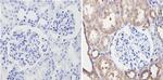 Endostatin Antibody in Immunohistochemistry (Paraffin) (IHC (P))