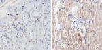 Endostatin Antibody in Immunohistochemistry (Paraffin) (IHC (P))