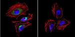 LAMP2 Antibody in Immunocytochemistry (ICC/IF)