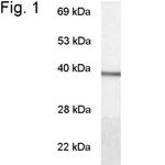 GNAT1 Antibody in Western Blot (WB)