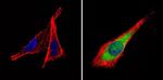 PDE6D Antibody in Immunocytochemistry (ICC/IF)