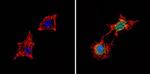 PDE6D Antibody in Immunocytochemistry (ICC/IF)