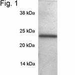 SNAP23 Antibody in Western Blot (WB)