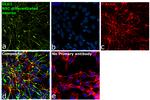 SAP97 Antibody in Immunocytochemistry (ICC/IF)