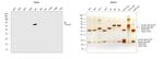 Human IgA Secondary Antibody in Western Blot (WB)