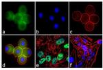 Ataxin 7 Antibody