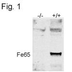 Fe65 Antibody in Western Blot (WB)