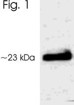 Phospho-AANAT (Thr29) Antibody in Western Blot (WB)