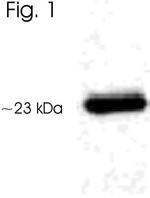 AANAT Antibody in Western Blot (WB)