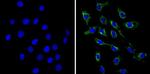 VAMP3 Antibody in Immunocytochemistry (ICC/IF)