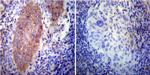 VAMP4 Antibody in Immunohistochemistry (Paraffin) (IHC (P))