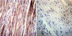 VAMP4 Antibody in Immunohistochemistry (Paraffin) (IHC (P))